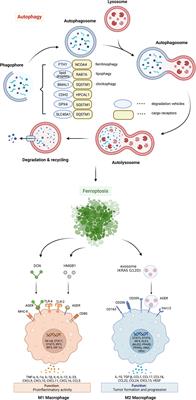 Autophagy-dependent ferroptosis as a potential treatment for glioblastoma